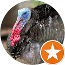 Goffredo Fabbro profile picture